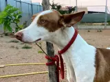 Alya es una podenca grande, joven y cari&ntilde;osa. Pasea bien con correa y le gusta jugar con otros perros. Ligeramente positiva a Leishmania.
