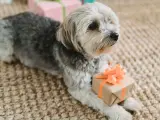 Un perro junto a un regalo de Navidad.