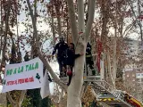 Activistas ecologistas se han concentrado este lunes en el paseo de Yeserías para tratar de impedir la tala de 523 árboles por el proyecto de ampliación de la Línea 11 de Metro y la construcción de nuevas paradas en Madrid Río y Comillas. Los bomberos han descolgado a varios ecologistas que estaban encaramados a los árboles.