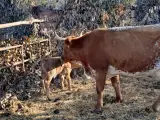 Imagen de la vaca con su ternero tras el parto.