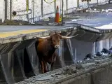Un toro ha saltado este jueves a las vías en Newark, la principal ciudad de Nueva Jersey, y ha interrumpido durante casi una hora el tráfico ferroviario con Nueva York, antes de ser atrapado y llevado a un centro de protección animal. Al toro lo han bautizado como Ricardo.