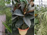 Estas tres plantas sirven para atraer el polvo.