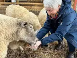 La oveja Fiona saluda a Jill Turner, la mujer que lo rescató.
