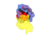 Imagen de la proteínas que muta más frecuentemente en cáncer CRG 18/12/2023
