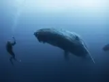Los científicos han logrado mantener una conversación de más de 20 minutos con las ballenas.