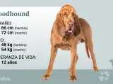 El estándar del bloodhound admite los bicolores negro y fuego, hígado y fuego y unicolores rojos, como en la imagen.