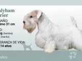 El sealyham terrier solo puede ser blanco total o blanco con manchas en las orejas y en la cabeza.