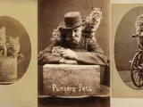 Harry Pointer, a quien vemos en el centro en un autorretrato, realizó una de las colecciones más famosas de la historia de la fotografía en la década de 1870, titulada 'Los gatos de Brighton'.