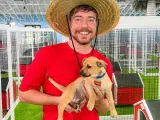 El 'youtuber' MrBeast ayuda a adoptar 100 perros.