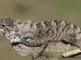 La nueva iguana descubierta, 'Calotes wangi'.