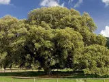 El Chaparro de la Vega, en el municipio sevillano de Coripe, ha sido elegido el árbol más bonito de España de 2023.