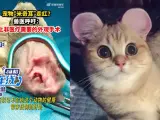 Un anuncio de una clínica que ofrece esta operación y un gato con las orejas recortadas.