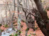 De ruta por el mejor bosque de España: naturaleza viva en la que no ha intervenido la mano del hombre