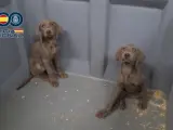 Cachorros rescatados de la venta ilegal.