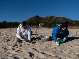 Voluntarios hacen una recogida de pellets de la arena, Galicia.