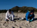 Decenas de personas se acercan voluntariamente desde este fin de semana a recoger los pellets que inundan diferentes puntos de la costa gallega y que este lunes también han llegado a las playas asturianas.