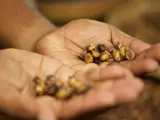 Semillas de café procesadas por una civeta en una granja de Bali.