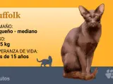 La raza felina del suffolk solo admite el color chocolate y su dilución lila.