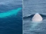 Un ejemplar de ballena Omura, uno de los cetáceos más raros del mundo, ha sido grabada en vídeo por segunda vez en la historia, esta vez frente a la costa de Tailandia .