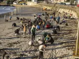 Voluntarios limpian la playa de Panxón (Pontevedra) de pellets de plástico.