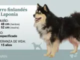 El perro finland&eacute;s de Laponia puede mostrar todos los colores presentes en la gen&eacute;tica canina, siempre que haya un color predominante en las combinaciones.