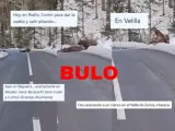 Los usuarios han difundido el vídeo donde se ve a un oso atacando a un ciervo en mitad de una carretera situándolo en distintas localizaciones de España.