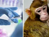 Debate en la población científica por la clonación de monos.