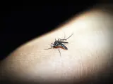 Mosquito posado sobre la piel de una persona.