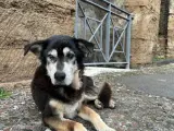 Argo, el último perro vagabundo de Pompeya. ITALIA POMPEYA