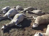 Las ovejas atacadas por los lobos en la granja de Aras de los Olmos (Valencia).