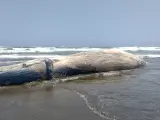 Ballena varada en la playa de Perú.