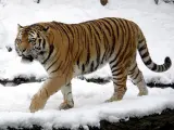 Imagen de un ejemplar adulto de tigre siberiano.