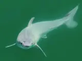 Tiburón blanco recién nacido. 30/1/2024