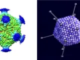 Comparaci&oacute;n de la prote&iacute;na PNMA2 y de un adenovirus.