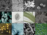 Un collage de bacterias.