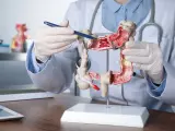 Doctor con maqueta 3D del intestino.