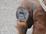 Imagen de un ejemplar adulto de orangután de Sumatra.