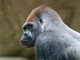 El gorila que ha muerto en el Zoo de Barcelona se llamaba Xebo.