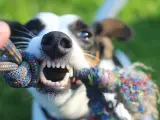 Un perro mostrando los dientes al jugar con una cuerda de morder.