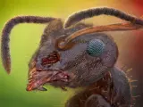 La hormiga invasora.