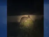 Una captura del vídeo grabado por los hijos del primer avistador donde se ve al canguro.