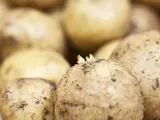 Por qué no deberías comer patatas a las que les salieron brotes