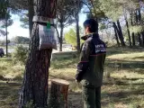 Un agente forestal coloca una trampa de tierra para las orugas en un pinar de la Comunidad de Madrid.