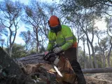 Un trabajador tala un árbol en el parque de Collserola.