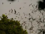 Murciélagos volando en el Volcán de los Murciélagos, Campeche (México).
