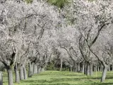 Los almendros de La Quinta de los Molinos ya están en flor y se prolongará durante unas tres semanas.