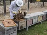 Un apicultor trabajando con abejas.