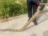 La Policía Local ha capturado una serpiente boa constrictor imperator de 2,30 metros de longitud cerca de un campo de golf de Málaga sin ofrecer resistencia ni mostrándose agresiva.