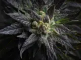 Imagen de una planta de cannabis
