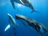 Un buceador desciende entre tres ballenas jorobadas juveniles del tamaño de un autobús urbano.